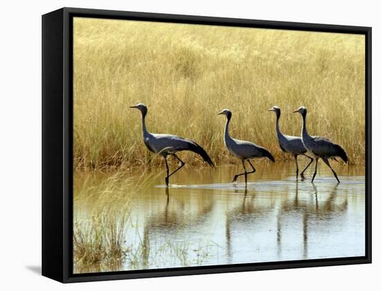 Four Blue Cranes Cross a Flooded Pan on the Edge of the Etosha National Park-Nigel Pavitt-Framed Stretched Canvas