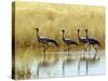 Four Blue Cranes Cross a Flooded Pan on the Edge of the Etosha National Park-Nigel Pavitt-Stretched Canvas