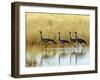 Four Blue Cranes Cross a Flooded Pan on the Edge of the Etosha National Park-Nigel Pavitt-Framed Photographic Print