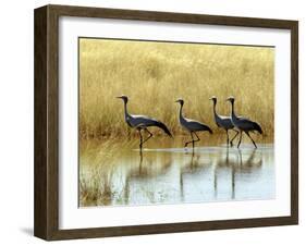 Four Blue Cranes Cross a Flooded Pan on the Edge of the Etosha National Park-Nigel Pavitt-Framed Photographic Print