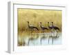 Four Blue Cranes Cross a Flooded Pan on the Edge of the Etosha National Park-Nigel Pavitt-Framed Photographic Print