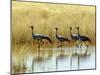Four Blue Cranes Cross a Flooded Pan on the Edge of the Etosha National Park-Nigel Pavitt-Mounted Photographic Print