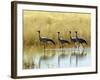 Four Blue Cranes Cross a Flooded Pan on the Edge of the Etosha National Park-Nigel Pavitt-Framed Photographic Print