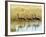 Four Blue Cranes Cross a Flooded Pan on the Edge of the Etosha National Park-Nigel Pavitt-Framed Photographic Print