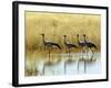 Four Blue Cranes Cross a Flooded Pan on the Edge of the Etosha National Park-Nigel Pavitt-Framed Photographic Print