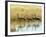 Four Blue Cranes Cross a Flooded Pan on the Edge of the Etosha National Park-Nigel Pavitt-Framed Photographic Print