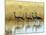 Four Blue Cranes Cross a Flooded Pan on the Edge of the Etosha National Park-Nigel Pavitt-Mounted Photographic Print