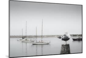 Four Boats & Seagull-Moises Levy-Mounted Photographic Print