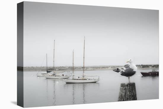 Four Boats & Seagull-Moises Levy-Stretched Canvas