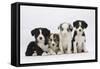 Four Border Collie Puppies-Mark Taylor-Framed Stretched Canvas