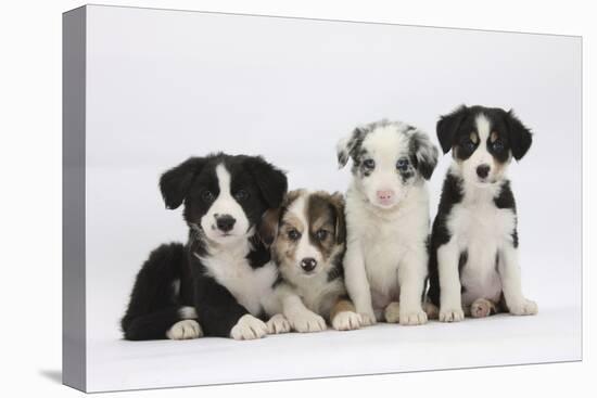 Four Border Collie Puppies-Mark Taylor-Stretched Canvas