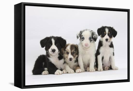 Four Border Collie Puppies-Mark Taylor-Framed Stretched Canvas