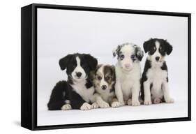 Four Border Collie Puppies-Mark Taylor-Framed Stretched Canvas