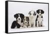 Four Border Collie Puppies-Mark Taylor-Framed Stretched Canvas