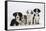 Four Border Collie Puppies-Mark Taylor-Framed Stretched Canvas