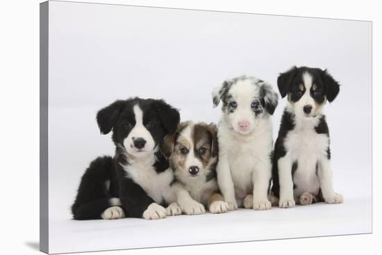 Four Border Collie Puppies-Mark Taylor-Stretched Canvas