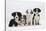 Four Border Collie Puppies-Mark Taylor-Stretched Canvas