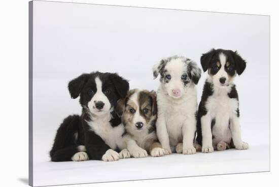 Four Border Collie Puppies-Mark Taylor-Stretched Canvas