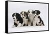 Four Border Collie Puppies-Mark Taylor-Framed Stretched Canvas