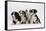 Four Border Collie Puppies-Mark Taylor-Framed Stretched Canvas
