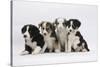 Four Border Collie Puppies-Mark Taylor-Stretched Canvas