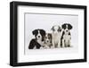 Four Border Collie Puppies-Mark Taylor-Framed Premium Photographic Print