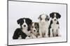 Four Border Collie Puppies-Mark Taylor-Mounted Premium Photographic Print