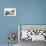 Four Border Collie Puppies-Mark Taylor-Photographic Print displayed on a wall