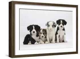 Four Border Collie Puppies-Mark Taylor-Framed Photographic Print