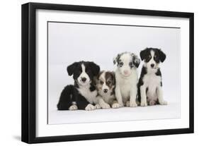 Four Border Collie Puppies-Mark Taylor-Framed Photographic Print