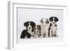 Four Border Collie Puppies-Mark Taylor-Framed Photographic Print