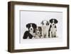 Four Border Collie Puppies-Mark Taylor-Framed Photographic Print