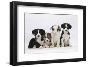 Four Border Collie Puppies-Mark Taylor-Framed Photographic Print