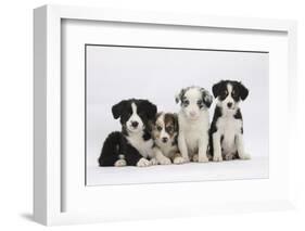 Four Border Collie Puppies-Mark Taylor-Framed Photographic Print