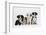 Four Border Collie Puppies-Mark Taylor-Framed Photographic Print