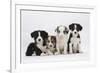 Four Border Collie Puppies-Mark Taylor-Framed Photographic Print