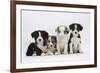 Four Border Collie Puppies-Mark Taylor-Framed Photographic Print