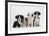 Four Border Collie Puppies-Mark Taylor-Framed Photographic Print