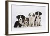 Four Border Collie Puppies-Mark Taylor-Framed Photographic Print