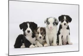 Four Border Collie Puppies-Mark Taylor-Mounted Photographic Print