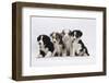 Four Border Collie Puppies-Mark Taylor-Framed Photographic Print