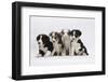 Four Border Collie Puppies-Mark Taylor-Framed Photographic Print