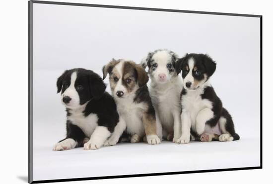 Four Border Collie Puppies-Mark Taylor-Mounted Photographic Print