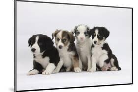 Four Border Collie Puppies-Mark Taylor-Mounted Photographic Print