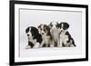 Four Border Collie Puppies-Mark Taylor-Framed Photographic Print