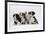 Four Border Collie Puppies-Mark Taylor-Framed Photographic Print