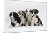 Four Border Collie Puppies-Mark Taylor-Mounted Photographic Print
