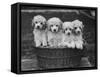 Four "Buckwheat" White Minature Poodle Puppies Standing in a Basket-Thomas Fall-Framed Stretched Canvas