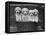 Four "Buckwheat" White Minature Poodle Puppies Standing in a Basket-Thomas Fall-Framed Stretched Canvas