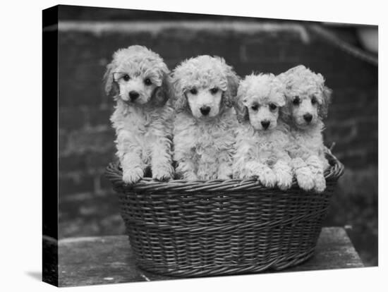 Four "Buckwheat" White Minature Poodle Puppies Standing in a Basket-Thomas Fall-Stretched Canvas
